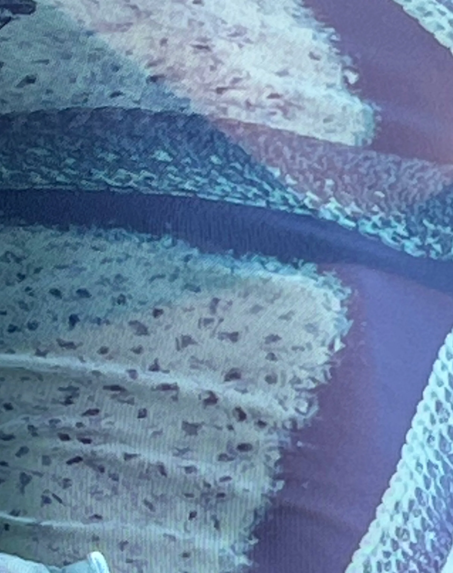 Motel Rocks Printed Tops | Long Sleeve Tops-Anchi Mesh Long Sleeve Top in Blue Starfish Photoprint